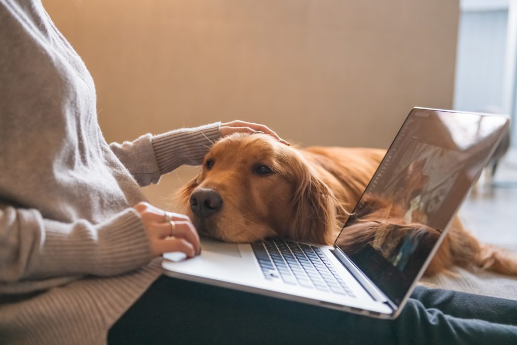 Hund legt seinen Kopf auf einen Laptop